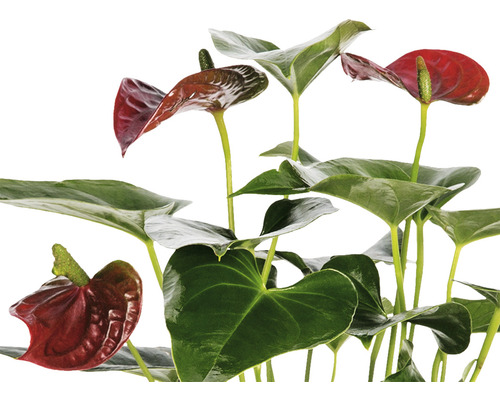 Plantă de interior anthurium cu frunze verzi și flori roșii