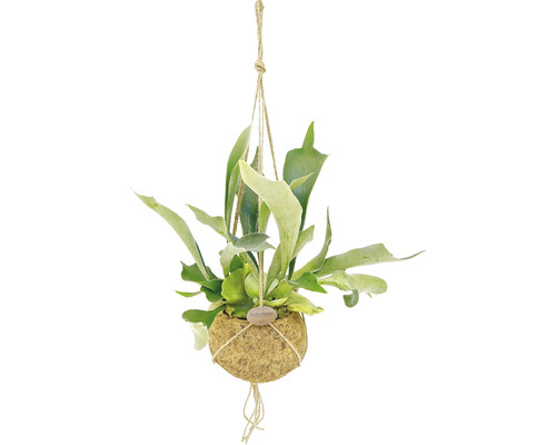 Plantă suspendată Cornul cerbului în bilă de fibră de cocos