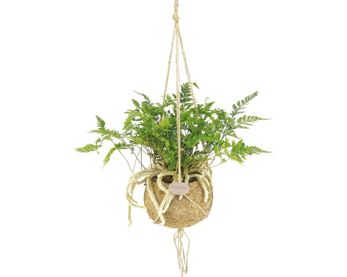 Plantă suspendată cu ferigă în bilă de fibre de cocos pe suspensie cu sfoară