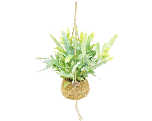 Plantă suspendată cu ferigă în bilă de cocos și suspensie cu frânghie de iută