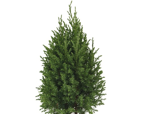 Chiparos ca conifer veșnic verde