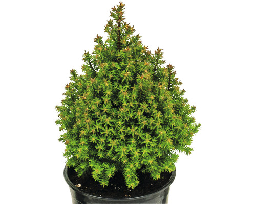 Molidvă pitică conică în ghiveci