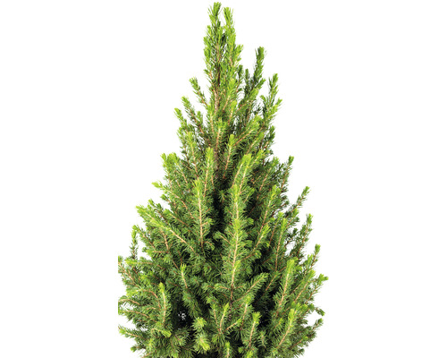 Detaliu cu molid pitic verde