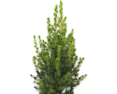 Prim-plan cu un molid pitic