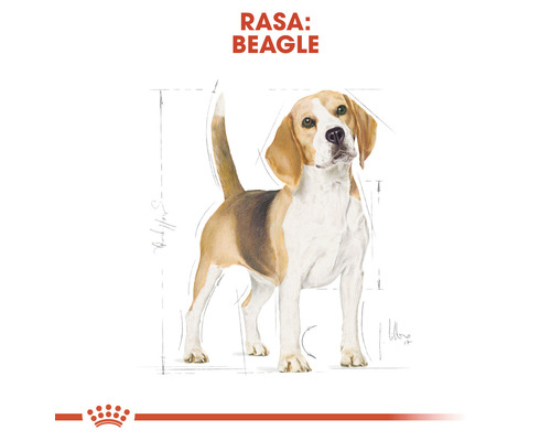 Ilustrație cu un câine Beagle
