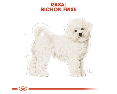 Ilustrație cu un Bichon Frise