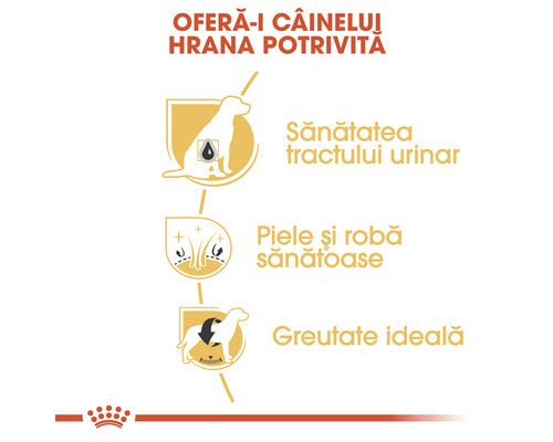 Beneficiile hranei pentru câini: Sănătatea tractului urinar, piele și blană sănătoase, greutate ideală