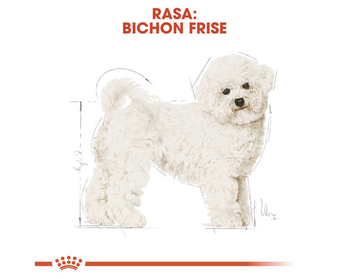 Ilustrație cu un Bichon Frise