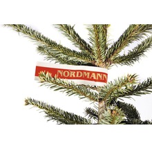 Prim-plan cu un brad Nordmann cu etichetă