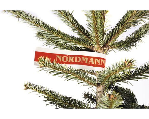 Prim-plan cu un brad Nordmann cu etichetă