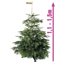 Brad Nordmann cu o dimensiune de 1,1 până la 1,5 metri