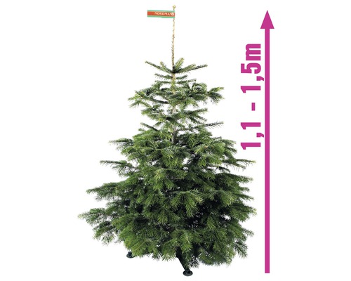 Brad Nordmann cu o dimensiune de 1,1 până la 1,5 metri