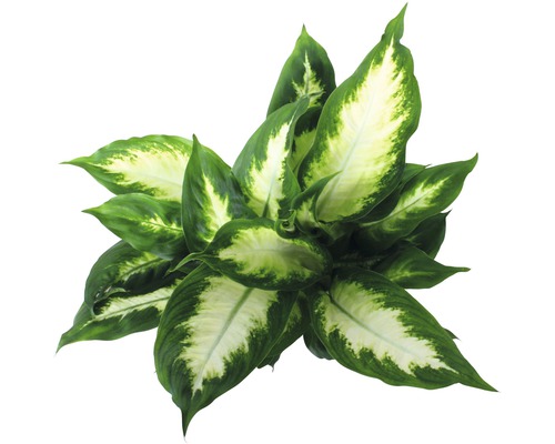 Plantă de apartament Dieffenbachia cu frunze mari