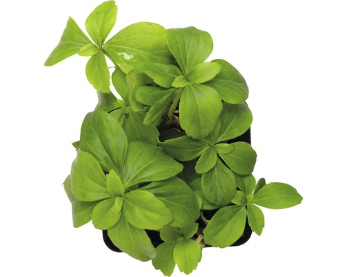 Salată de sticlă europeană în ghiveci