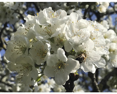 Prim-plan cu flori albe și o albină