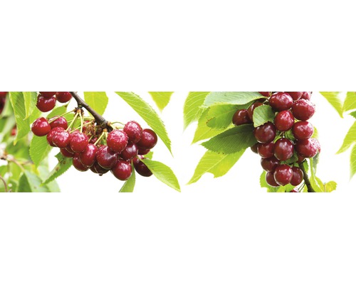 Bio Pom fructifer cireș pitic FloraSelf Bio Prunus avium 'Nadino' H 60-80 cm Co 7,5 L