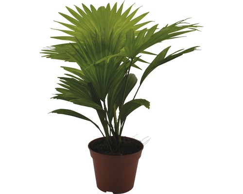 Palmier evantai în ghiveci