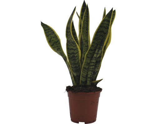 Sansevieria plantă de interior în ghiveci