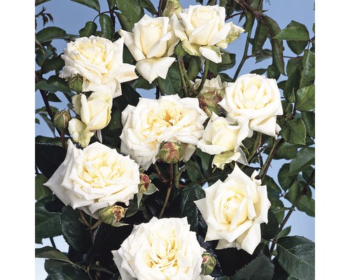 Trandafir de grădină alb cu frunze verzi