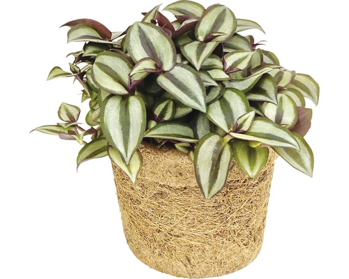 Tradescantia în ghiveci