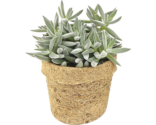 Plantă suculentă artificială într-un ghiveci din fibră de cocos