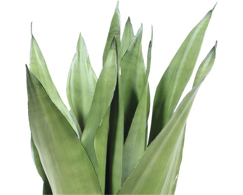 Plantă Sansevieria cu frunze lungi, verzi