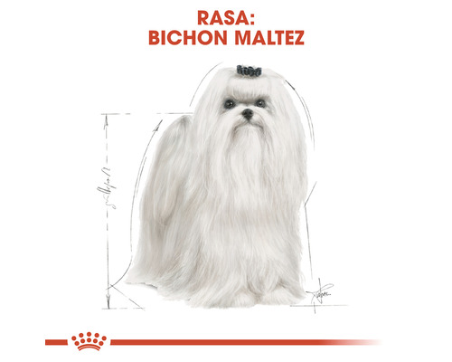 Ilustrație cu un câine Bichon Maltez