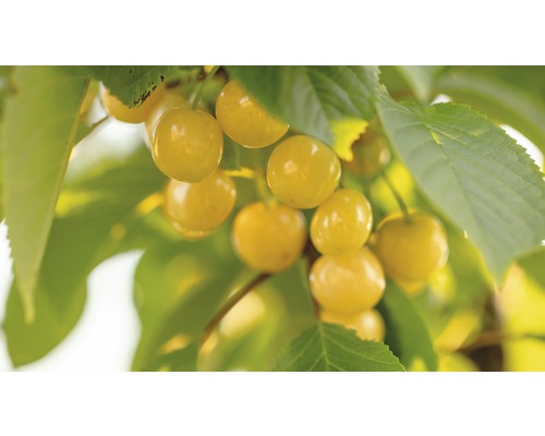 Bio Pom fructifer cireș galben FloraSelf Bio Prunus avium 'Dönissens Gelbe Knorpelkirsche' H 120-150 cm Co 7,5 L