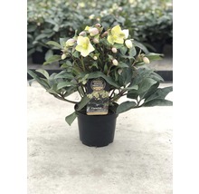 Helleborus plantă la ghiveci cu flori galbene și frunze verzi