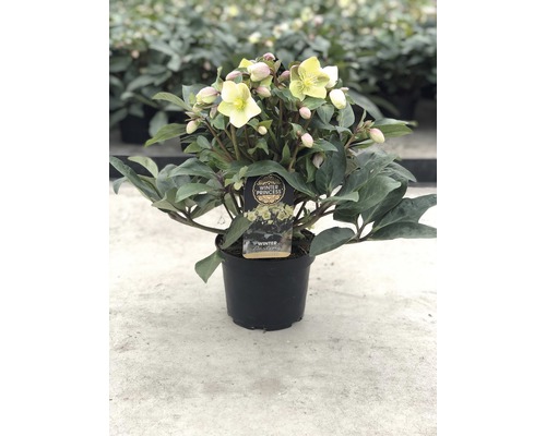 Helleborus plantă la ghiveci cu flori galbene și frunze verzi