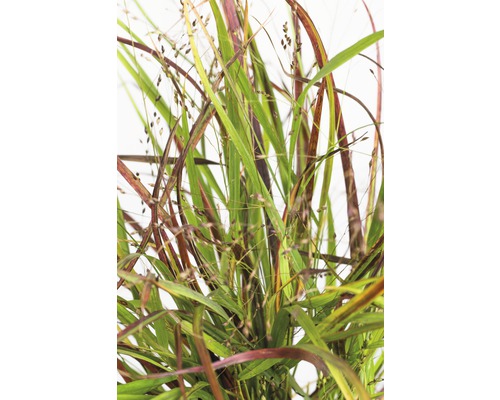 Iarbă de stuf FloraSelf Panicum virgatum 'Cheyenne Sky' H 10-80 cm Co 3 L
