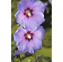 Prim-plan cu două flori de hibiscus albastre