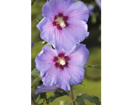 Prim-plan cu două flori de hibiscus albastre