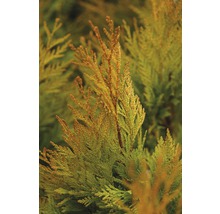 Prim-plan cu o plantă Thuja