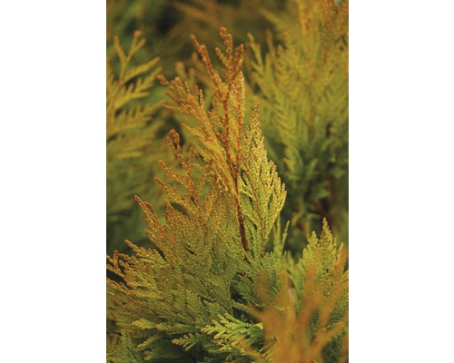 Prim-plan cu o plantă Thuja
