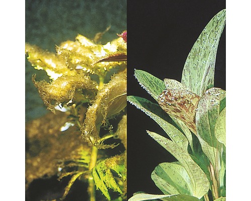 Comparație între plante de acvariu cu și fără alge