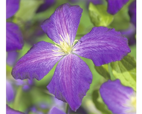 Prim-plan cu o floare de clematis violet