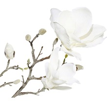 Ramură decorativă de magnolie cu flori și boboci