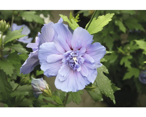 Prim-plan al unei flori de hibiscus cu frunze verzi