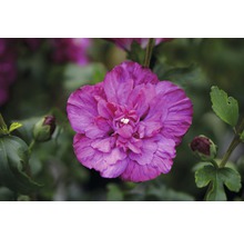 Prim-plan cu o floare de hibiscus roz