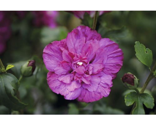 Hibiscus FloraSelf Hibiscus syriacus 'Magenta Chiffon' H 50-60 cm Co 4,5 L roz Prim-plan cu o floare de hibiscus roz