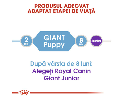 Diagramă cu recomandări de hrănire pentru Royal Canin Giant Puppy