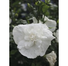 Prim-plan cu o singură floare albă de hibiscus