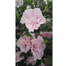 Prim-plan cu flori de hibiscus umplute