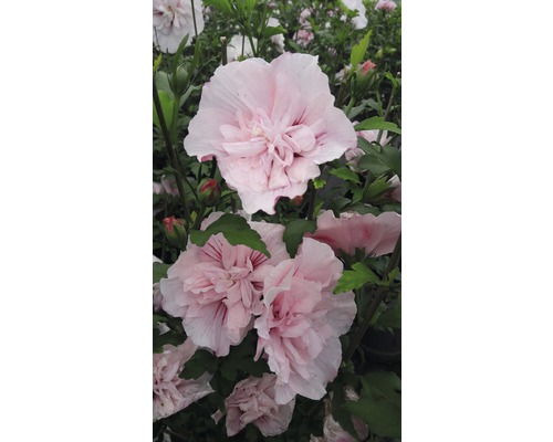 Hibiscus FloraSelf Hibiscus syriacus 'Pink Chiffon' H 50-60 cm Co 4,5 L roz Prim-plan cu flori de hibiscus umplute
