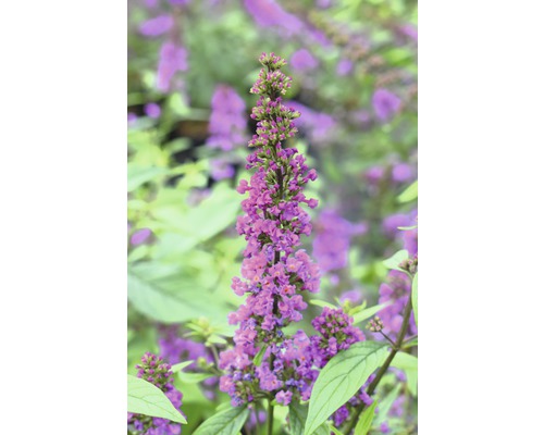 Liliac de vară FloraSelf Buddleja dav. POQUITO ®'Orchid Annie' H ca. 40 cm Co 4,5 L