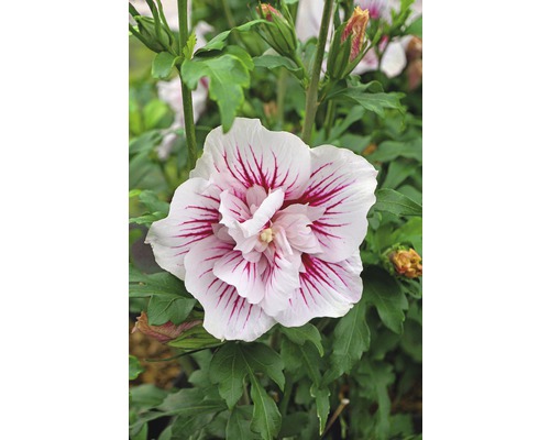 Hibiscus FloraSelf Hibiscus syriacus 'Starburst Chiffon' H 50-60 cm Co 4,5 L Floare de hibiscus cu petale albe și desen roșu