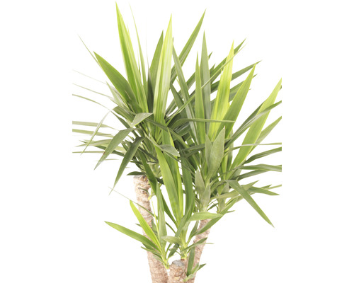 Yucca, plantă de interior cu frunze lungi și ascuțite
