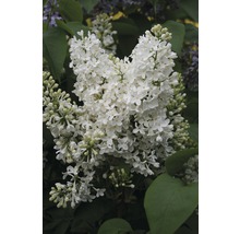 Prim-plan cu o floare de liliac albă cu frunze verzi