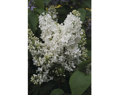 Prim-plan cu o floare de liliac albă cu frunze verzi
